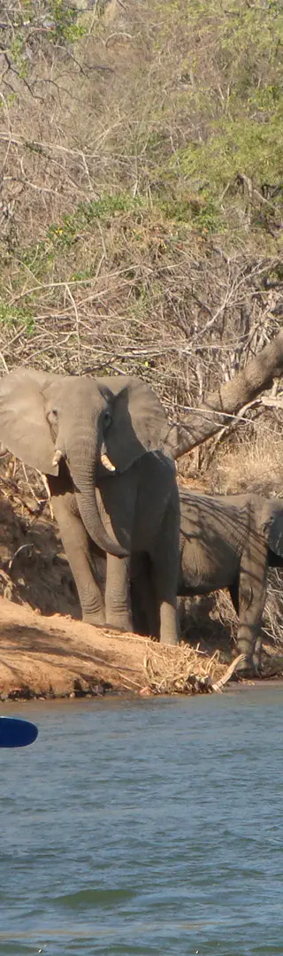 Kanutour auf dem Sambesi